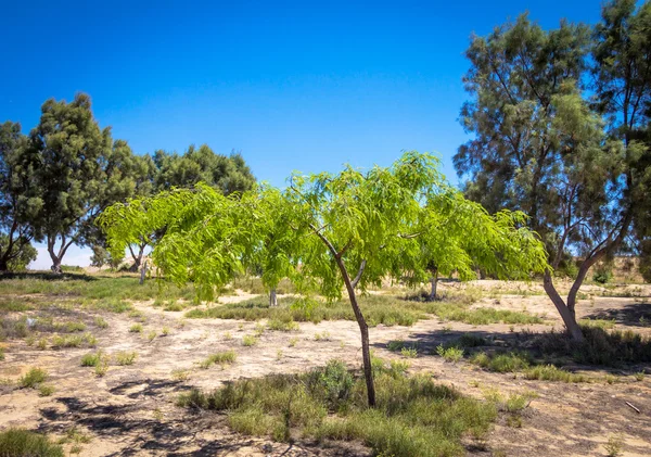 Eshkol Nationaal Park, kleine oase in de Negev-woestijn, Israël — Stockfoto
