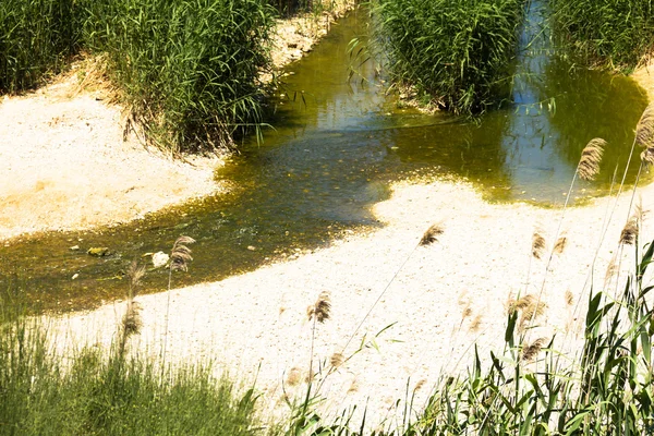 Besor Brook w małe oazy na pustyni Negev, Izrael — Zdjęcie stockowe