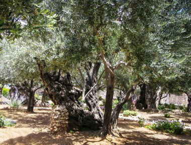 Bahçe Gethsemane, Jerusalem ağaçlarda zeytin.