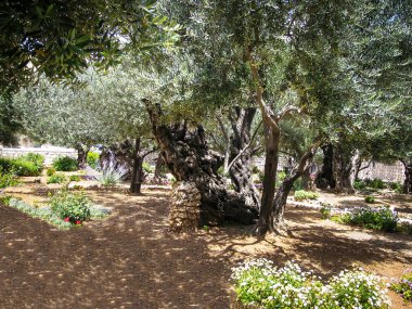 Bahçe Gethsemane, Jerusalem ağaçlarda zeytin.