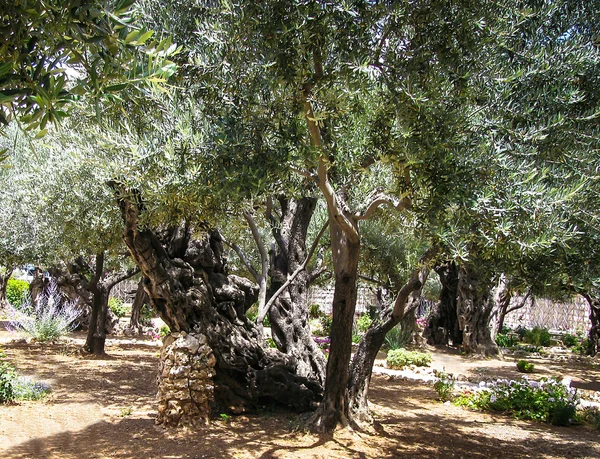 Olivenbäume im Garten von gethsemane, jerusalem. — Stockfoto