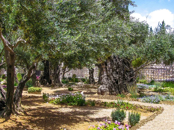 Bahçe Gethsemane, Jerusalem ağaçlarda zeytin.