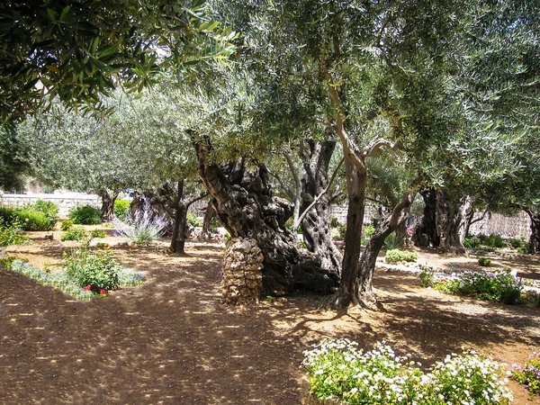 Olivi nel giardino del Getsemani, Gerusalemme . — Foto Stock