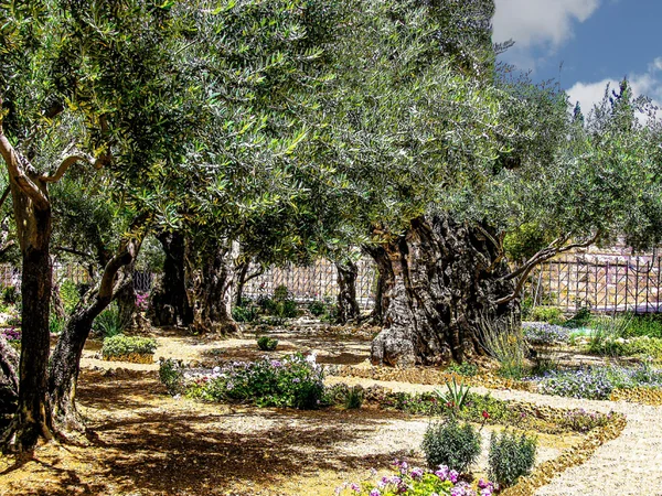 Olivenbäume im Garten von gethsemane, jerusalem. — Stockfoto
