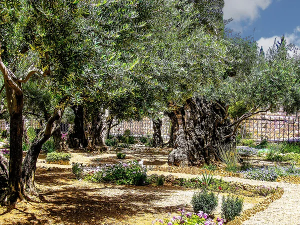 Bahçe Gethsemane, Jerusalem ağaçlarda zeytin.
