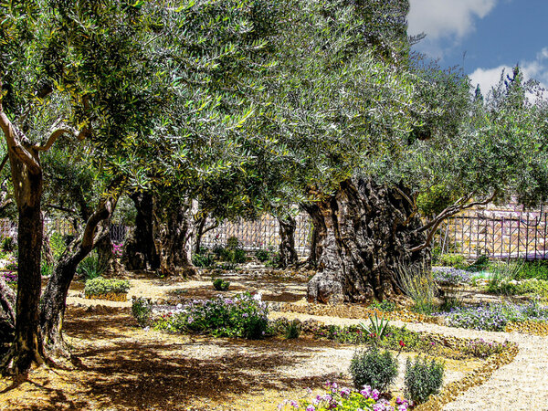 Olives trees in the Garden of Gethsemane, Jerusalem.