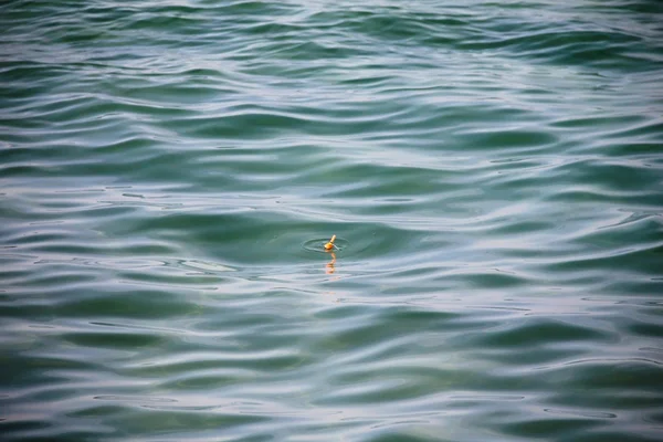 Meeresoberfläche und roter kleiner Schwimmer beim Fischen — Stockfoto