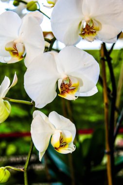 Beyaz Orkide