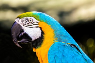 papağanı macaws (Ara ararauna)