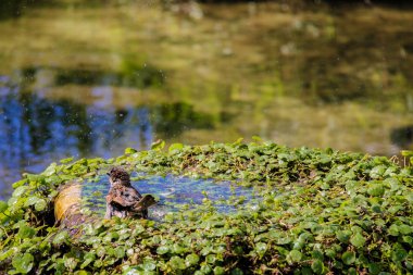 Kentsel serçe goldfish sahip su havuzunda banyo