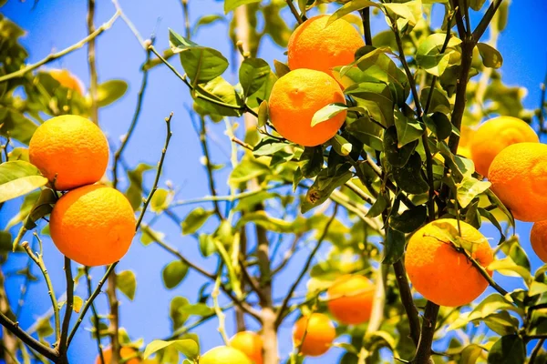 Naranjo con frutos maduros a la luz del sol. Disparo horizontal — Foto de Stock