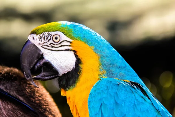 Parrot macaws ( Ara ararauna) — Stock Photo, Image