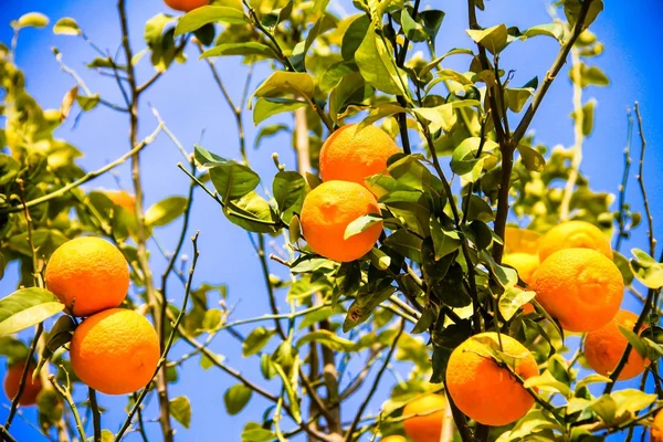 Olgunlaşmış meyve güneş ışığı ile portakal ağacı. yatay çekim — Stok fotoğraf