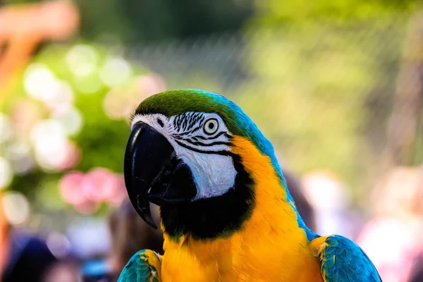 Parrot macaws ( Ara ararauna) — Stock Photo, Image