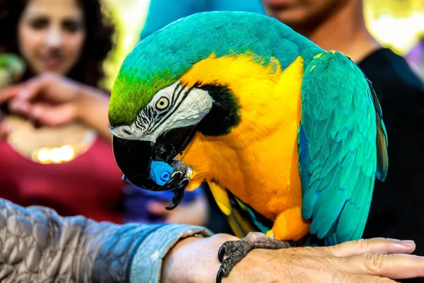 Jouer avec des aras perroquets (Ara arararauna ) — Photo