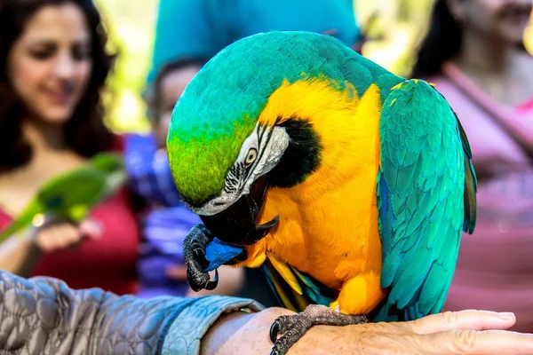 Jouer avec des aras perroquets (Ara arararauna ) — Photo