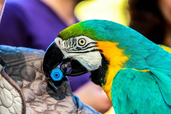 Playing with parrot macaws ( Ara ararauna) — Stock Photo, Image