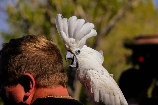 Brincando com papagaio-da-cacatua-branca (Cacatua alba ou Cacatua-guarda-chuva ) — Fotografia de Stock