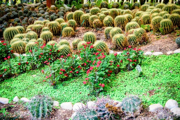 Verschillende soorten cactus — Stockfoto