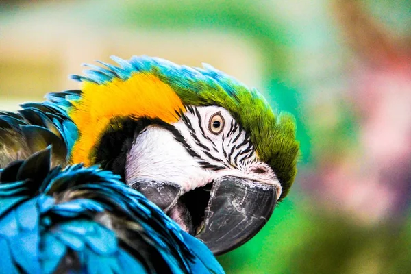 Parrot macaws ( Ara ararauna) — Stock Photo, Image