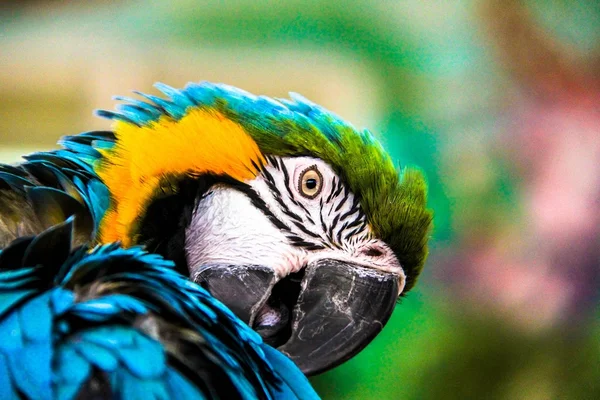 Papugi Ary (Ara ararauna) — Zdjęcie stockowe