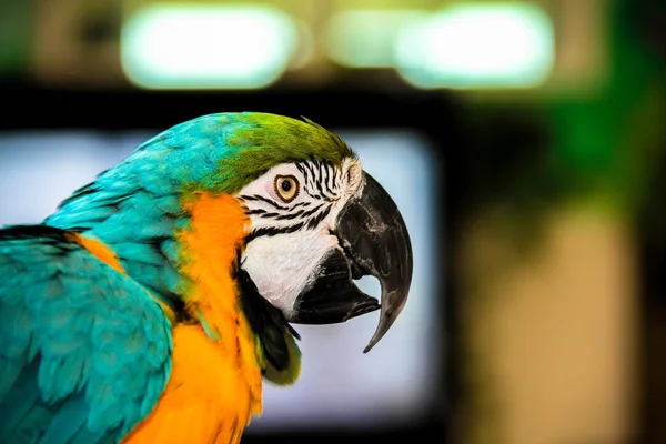 Guacamayos de loro (Ara ararauna ) — Foto de Stock