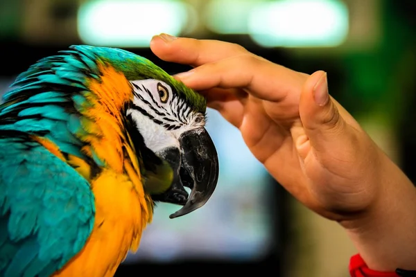 Jugando con loro guacamayos (Ara arararauna ) — Foto de Stock