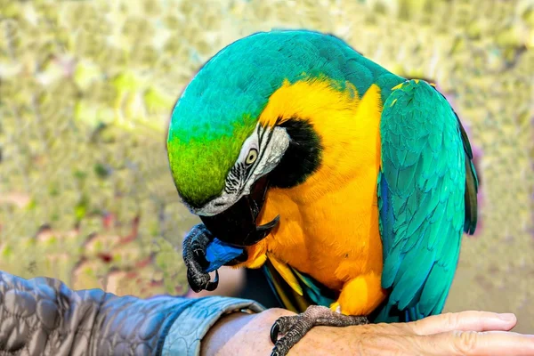 Jouer avec des aras perroquets (Ara arararauna ) — Photo