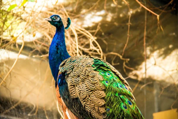 Retrato de pavão — Fotografia de Stock