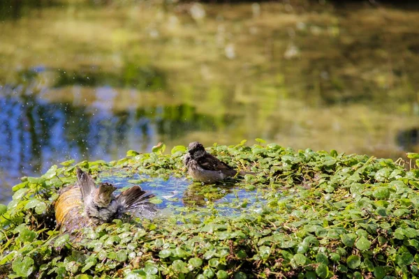 Moineau urbain se baignant dans la piscine d'eau avec des poissons rouges — Photo