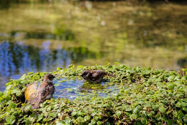 Moineau urbain se baignant dans la piscine d'eau avec des poissons rouges — Photo