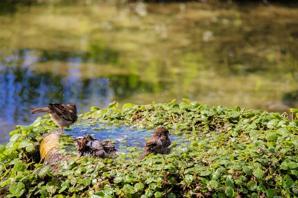 Moineau urbain se baignant dans la piscine d'eau avec des poissons rouges — Photo