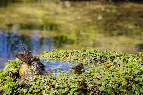 Stedelijke sparrow zwemmen in het zwembad water met goudvis — Stockfoto