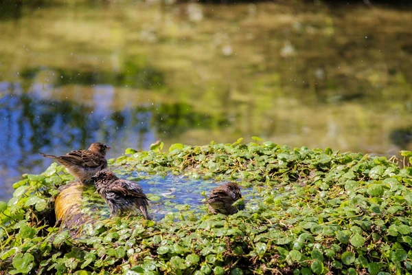 沐浴在水池有金鱼的城市麻雀 — 图库照片