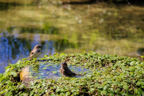 沐浴在水池有金鱼的城市麻雀 — 图库照片