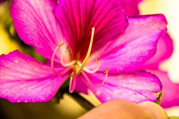 Bauhinia purpurea. Violet orchid flower close up — Stock Photo, Image