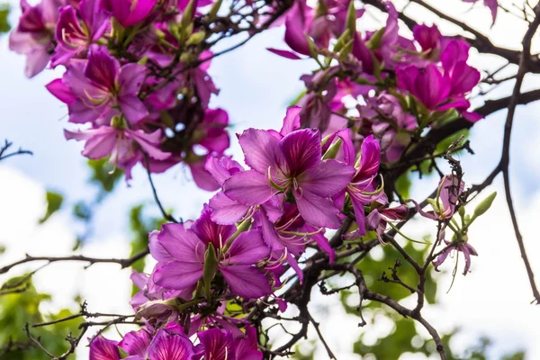 紫荆花菊图库照片 免版税紫荆花菊图片 Depositphotos