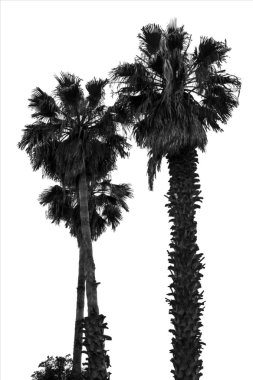 Beyaz arka plan üzerinde eski palmiye ağaçları