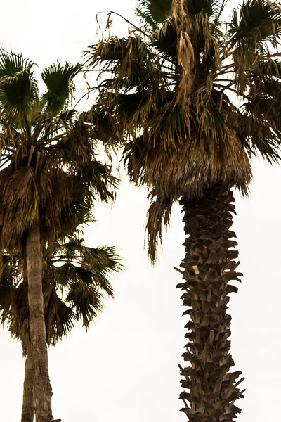 Palme vecchie su sfondo bianco — Foto Stock