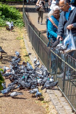 Yaşlı çift güvercin St James Park besleme