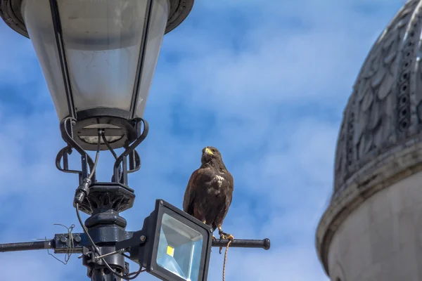 Halcón de servicio por luchar con palomas. Trafalgar Square. Londres. Reino Unido — Foto de Stock