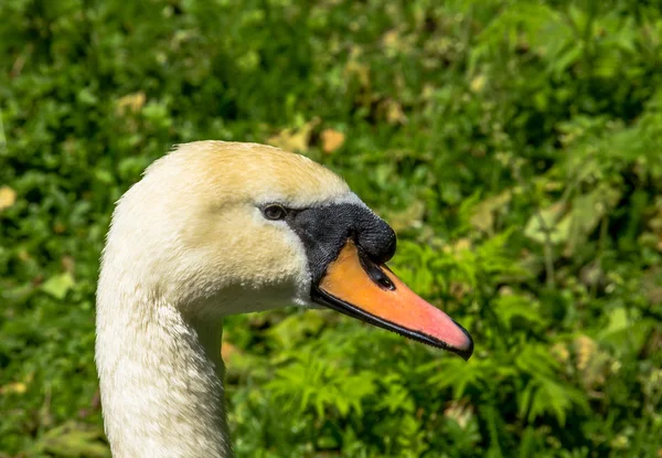 su üzerinde MUTE swan