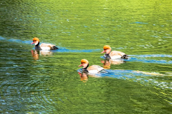 Red-Crested Pochards in de St. James park lake. Londen. Verenigd Koninkrijk — Stockfoto