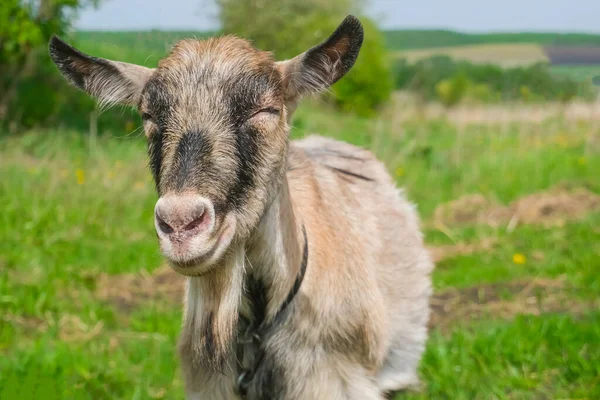 A happy domestic goat smiles right into the camera. A goat grazes on a green pasture. The concept of agriculture and animal husbandry