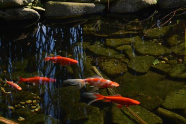 Taş tabanda yüzen renkli balıklar