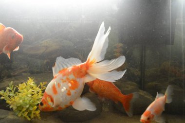 Akvaryumdaki balıklar