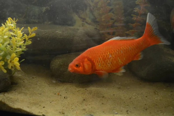 Fish Aquarium — Stock Photo, Image
