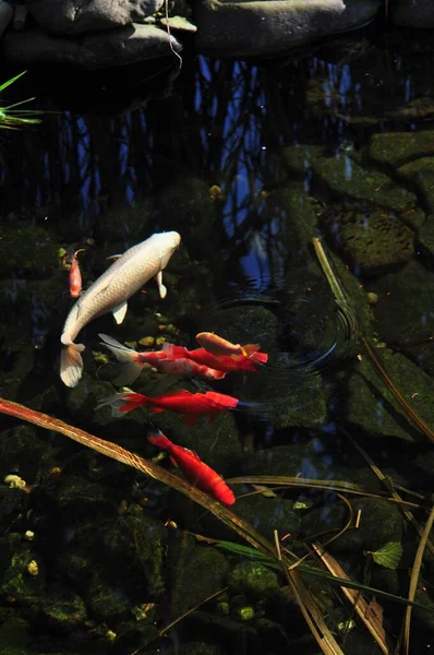 Peixes Coloridos Flutuando Sobre Fundo Pedregoso — Fotografia de Stock