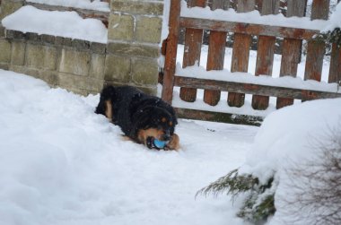 Köpek karda yatıyor.