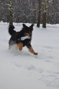 Köpek karda yatıyor.